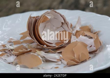 Zerkleinerte Eierschale auf der Platte, cn wird als kalziumhaltiger und mineralreicher Zusatzstoff für Wildvögel- und Hühnerfutter, Gartendünger, verwendet, um die Th zu verbessern Stockfoto