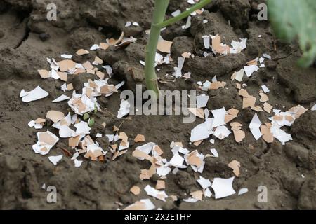 Zerkleinerte Eischalen um Pflanzen als organischer Dünger im Hausgarten und als wirksame Schranke für Schnecken Stockfoto