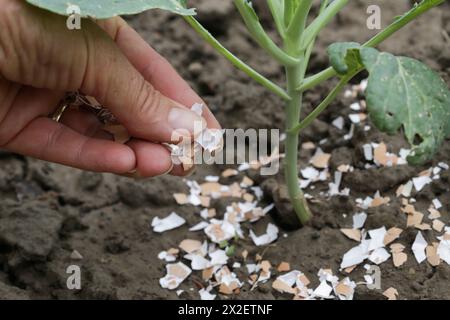 Zerkleinerte Eischalen um Pflanzen als organischer Dünger im Hausgarten und als wirksame Schranke für Schnecken Stockfoto