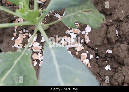 Zerkleinerte Eischalen um Pflanzen als organischer Dünger im Hausgarten und als wirksame Schranke für Schnecken Stockfoto