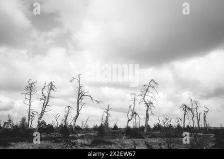 Hohes Venn Noir Flohay hohes Venn, Belgien, 21.04.2024: Reisereportage, das hohe Venn ist eine grenzübergreifende, schildförmig gewölbte Hochfläche in Stockfoto