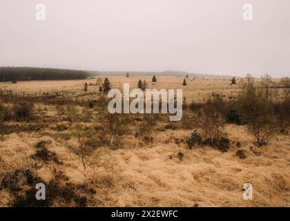 Hohes Venn hohes Venn, Belgien, 21.04.2024: Reisereportage, das hohe Venn ist eine grenzübergreifende, schildförmig gewölbte Hochfläche in Deutschland Stockfoto