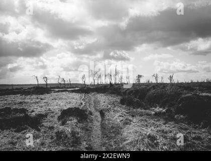 Hohes Venn Noir Flohay hohes Venn, Belgien, 21.04.2024: Reisereportage, das hohe Venn ist eine grenzübergreifende, schildförmig gewölbte Hochfläche in Stockfoto