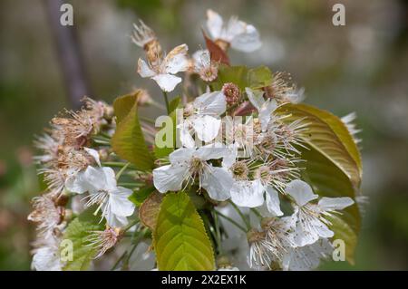 22. April 2024, Hessen, Frankfurt/Main: Kirschbäume auf einem Feld in der hessischen Wetterau (Luftaufnahme mit einer Drohne). Einige Obstbauern befürchten Ernteverluste aufgrund des jüngsten Kälteeinbruchs. Foto: Boris Roessler/dpa Stockfoto