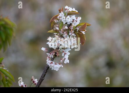 22. April 2024, Hessen, Frankfurt/Main: Kirschbäume auf einem Feld in der hessischen Wetterau (Luftaufnahme mit einer Drohne). Einige Obstbauern befürchten Ernteverluste aufgrund des jüngsten Kälteeinbruchs. Foto: Boris Roessler/dpa Stockfoto