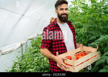 Bio-Gewächshausgeschäft. Der junge Bauer pflückt frische und reife Tomaten in ihrem Gewächshaus. Stockfoto