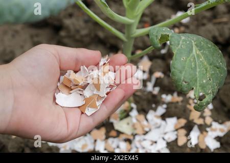 Zerkleinerte Eischalen um Pflanzen als organischer Dünger im Hausgarten und als wirksame Schranke für Schnecken Stockfoto