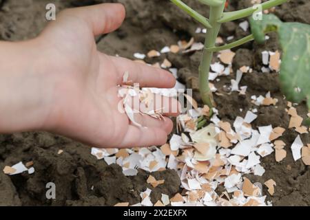 Zerkleinerte Eischalen um Pflanzen als organischer Dünger im Hausgarten und als wirksame Schranke für Schnecken Stockfoto