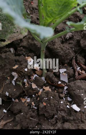 Zerkleinerte Eischalen um Pflanzen als organischer Dünger im Hausgarten und als wirksame Schranke für Schnecken Stockfoto