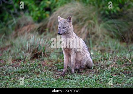 Zoologie, Säugetiere (Säugetiere), Maikong oder Krabbenfresser Fuchs (Cerdocyon thous), Isle San Alonso, ADDITIONAL-RIGHTS-CLEARANCE-INFO-NOT-AVAILABLE Stockfoto