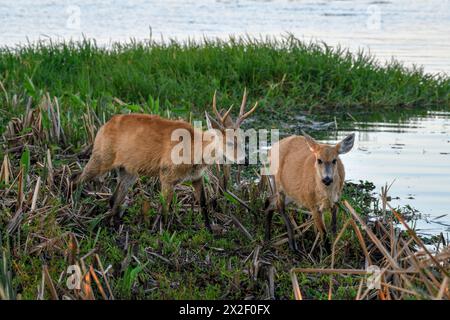 Zoologie, Säugetiere (Säugetiere), Pampas Hirsch oder Pampas Hirsch (Ozotoceros bezoarticus), ADDITIONAL-RIGHTS-CLEARANCE-INFO-NOT-AVAILABLE Stockfoto