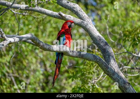 Zoologie, Vögel (Aves), Grünflügelaras oder dunkelrote Aras (Aras chloroptera), Cambyretá, ADDITIONAL-RIGHTS-CLEARANCE-INFO-NOT-AVAILABLE Stockfoto