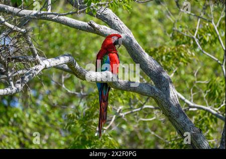 Zoologie, Vögel (Aves), Grünflügelaras oder dunkelrote Aras (Aras chloroptera), Cambyretá, ADDITIONAL-RIGHTS-CLEARANCE-INFO-NOT-AVAILABLE Stockfoto