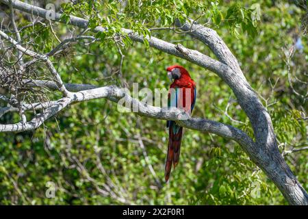 Zoologie, Vögel (Aves), Grünflügelaras oder dunkelrote Aras (Aras chloroptera), Cambyretá, ADDITIONAL-RIGHTS-CLEARANCE-INFO-NOT-AVAILABLE Stockfoto