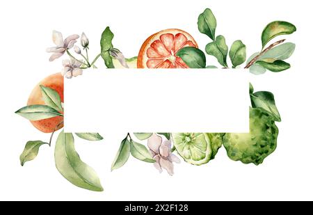 Rahmen mit verschiedenen Zitrusfrüchten und Blättern Aquarellillustration isoliert. Bergamotte am Ast. Handgezogene Grapefruit und Jasmin in botanischem Sketc Stockfoto