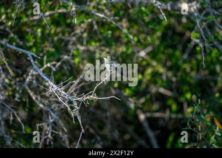 Zoologie, Vögel (Aves), glitzernder bauchiger Smaragd (Chlorostilbon lucidus), weibliches Tier, ADDITIONAL-RIGHTS-CLEARANCE-INFO-NOT-AVAILABLE Stockfoto