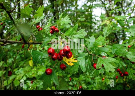 Crataegus, allgemein bekannt als Weißdorn, Quickthorn, Dornapfel, Maibaum, Weißdorn, Mayflower oder Hawberry, ist eine Gattung von mehreren hundert Arten von Shru Stockfoto