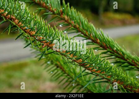 Nahaufnahme eines Zweiges eines Nadelbaums, fotografiert in den Ardennen, Belgien Stockfoto
