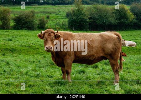 Frei weidende Kuh in einem üppigen grünen Feld, fotografiert in den Ardennen, Belgien Stockfoto