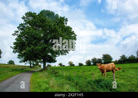 Frei weidende Kuh in einem üppigen grünen Feld, fotografiert in den Ardennen, Belgien Stockfoto