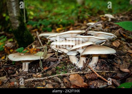 Eine Pilzgruppe, fotografiert in den Ardennen, Belgien Stockfoto