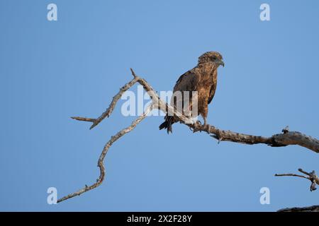 Bateleur (Terathopius ecaudatus) auf einem Ast. Fotografiert in Botswana. Stockfoto