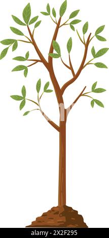 Baum wachsen. Pflanzenwachstum vom Samen bis zum Setzling mit grünem Blatt. Stadien des Sämlings und des wachsenden Baumes im Boden. Vektorkonzept für den Gartenprozess. Eco Stock Vektor