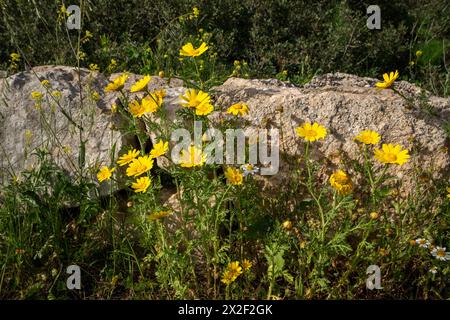 Glebionis coronaria, früher auch Chrysanthemum coronarium genannt, ist eine blühende Pflanze in der Familie der Gänseblümchen. Sie ist im Mittelmeer heimisch Stockfoto