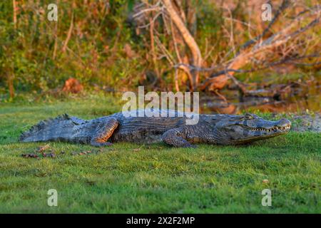 Zoologie, Reptil (Reptilia), brauner Kaiman (Caiman yacare oder Caiman crocodilus yacara), mit Cambyretá, ADDITIONAL-RIGHTS-CLEARANCE-INFO-NOT-AVAILABLE Stockfoto