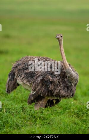 Strauß (Struthio camelus) in der afrikanischen Savanne Stockfoto