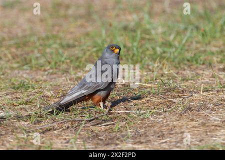 Männlicher Rotfußfalke (falco vespertinus), der auf dem Boden steht. Dieser Raubvogel kommt in Osteuropa und Asien vor, ist aber fast bedroht Stockfoto