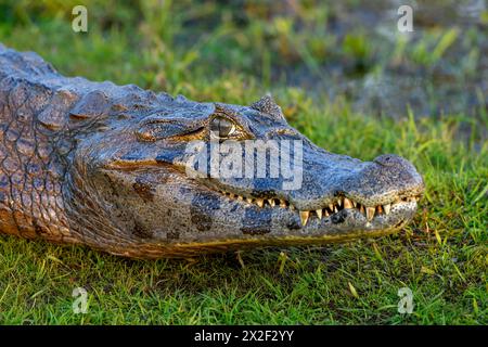 Zoologie, Reptil (Reptilia), brauner Kaiman (Caiman yacare oder Caiman crocodilus yacara), mit Cambyretá, ADDITIONAL-RIGHTS-CLEARANCE-INFO-NOT-AVAILABLE Stockfoto