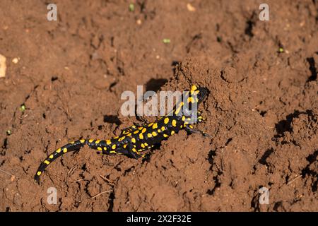 Feuer Salamander (Salamandra salamandra) fotografiert in Israel im November Stockfoto