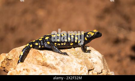 Feuer Salamander (Salamandra salamandra) fotografiert in Israel im November Stockfoto