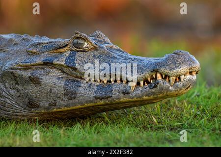 Zoologie, Reptil (Reptilia), brauner Kaiman (Caiman yacare oder Caiman crocodilus yacara), mit Cambyretá, ADDITIONAL-RIGHTS-CLEARANCE-INFO-NOT-AVAILABLE Stockfoto