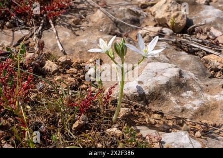 Ornithogalum narbonense, die gebräuchlichen Namen Narbonne-Stern-von-Bethlehem, pyramidenförmiger Stern-von-Bethlehem und südlicher Stern-von-Bethlehem, ist eine krautige Perennie Stockfoto