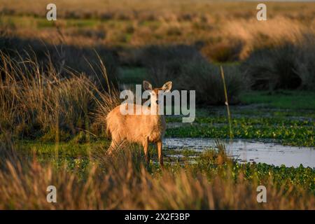 Zoologie, Säugetier (Säugetiere), Pampas Hirsch (Ozotoceros bezoarticus), weibliches Tier, Cambyretá, ADDITIONAL-RIGHTS-CLEARANCE-INFO-NOT-AVAILABLE Stockfoto