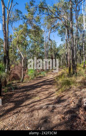 Wildes Buschland am frühen Morgen in den Peth Hills bei Bickley, Western Australia Stockfoto