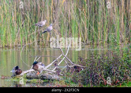 Kragentaube (Streptopelia Decocto) fotografiert im April im künstlichen ökologischen Teich und Vogelschutzgebiet im Hayarkon Park, Tel Aviv, Israel Stockfoto