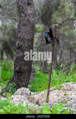 Isolatoren an der Ecke des elektrischen Zauns, um Vieh zu halten, fotografiert in Givat Hamore, Jezreel Valley, Israel Stockfoto