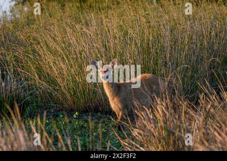 Zoologie, Säugetier (Säugetiere), Pampas Hirsch (Ozotoceros bezoarticus), weibliches Tier, Cambyretá, ADDITIONAL-RIGHTS-CLEARANCE-INFO-NOT-AVAILABLE Stockfoto