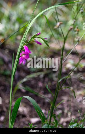 Gladiolus italicus. Eine Gladiolenart, bekannt unter den gebräuchlichen Namen italienischer Gladiolus, Feldgladiolus und Gemeiner Schwertlilie. Fotografiert im Lo Stockfoto