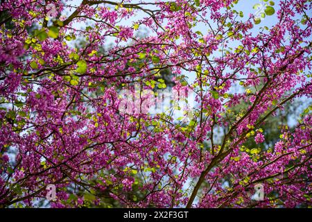 Nahaufnahme der Blumen eines blühenden Judas-Baum-Cercis-Siliquastrum, fotografiert im März in Untergaliläa, Israel Stockfoto