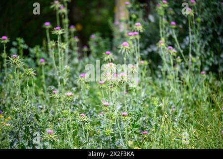 Silybum marianum unsere Lieben-Thistle, Heilige Thistle, Milch-Thistle خرفيش الجمالPhotographed im unteren Galiläa, Israel im März Silybum marianum ist ein s Stockfoto