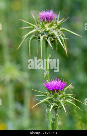 Silybum marianum unsere Lieben-Thistle, Heilige Thistle, Milch-Thistle خرفيش الجمالPhotographed im unteren Galiläa, Israel im März Silybum marianum ist ein s Stockfoto