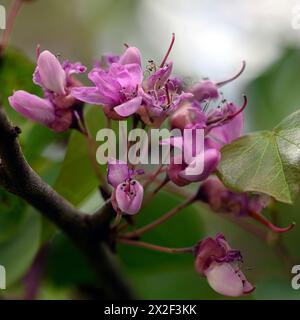 Nahaufnahme der Blumen eines blühenden Judas-Baum-Cercis-Siliquastrum, fotografiert im März in Untergaliläa, Israel Stockfoto