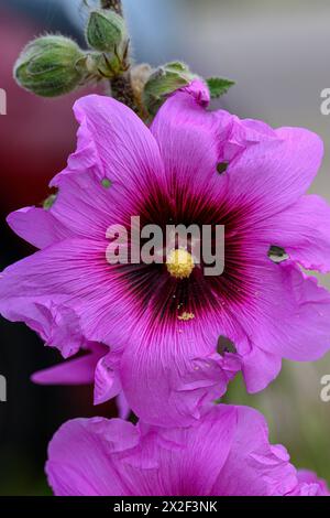 Nahaufnahme der rosafarbenen Blüten und Knospen des braunen Hollyhocks (Alcea setosa) خطميه, fotografiert im März in Untergaliläa, Israel Stockfoto