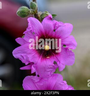 Nahaufnahme der rosafarbenen Blüten und Knospen des braunen Hollyhocks (Alcea setosa) خطميه, fotografiert im März in Untergaliläa, Israel Stockfoto