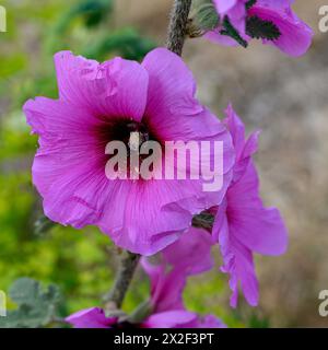 Nahaufnahme der rosafarbenen Blüten und Knospen des braunen Hollyhocks (Alcea setosa) خطميه, fotografiert im März in Untergaliläa, Israel Stockfoto
