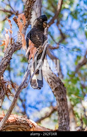Baudin's Cockatoo. (Calyptorhynchus baudinii) bekannt als Schwarzer Weißschwanzkakatoo, der in Bickley, Perth Hills, Western Australia, aufgenommen wird. Stockfoto